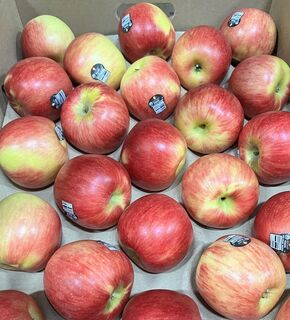 Apple - Lady Alice **